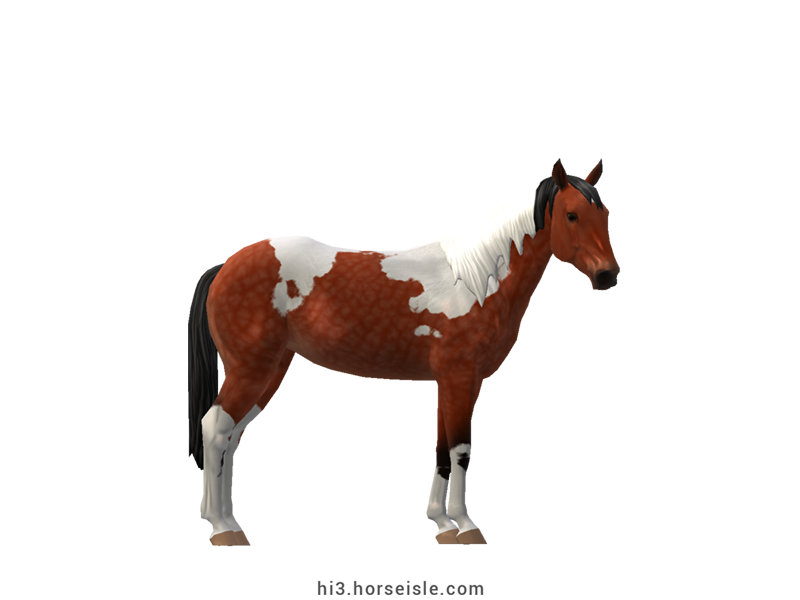 Pacer Standardbred Red Bay Tobiano Coat (normal view)